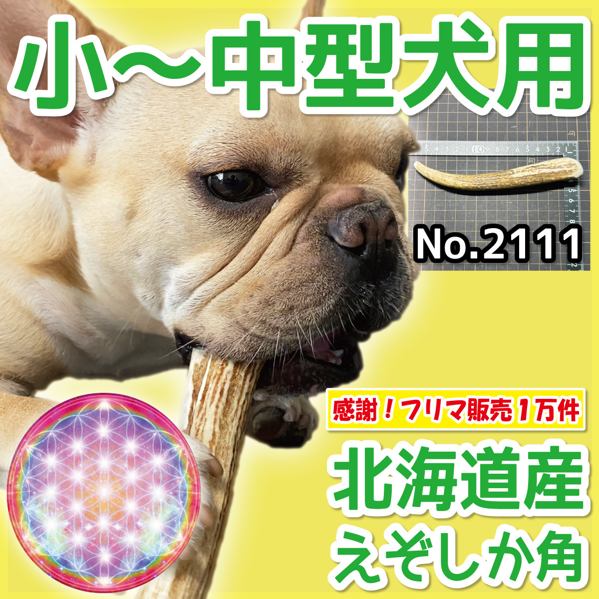 ■ 小～中型犬用 ■ 天然 北海道産 蝦夷鹿の角 ■ 1本 ■ 犬のおもちゃ ■ 無添加 エゾシカ ツノ 鹿の角 犬 21112の画像1