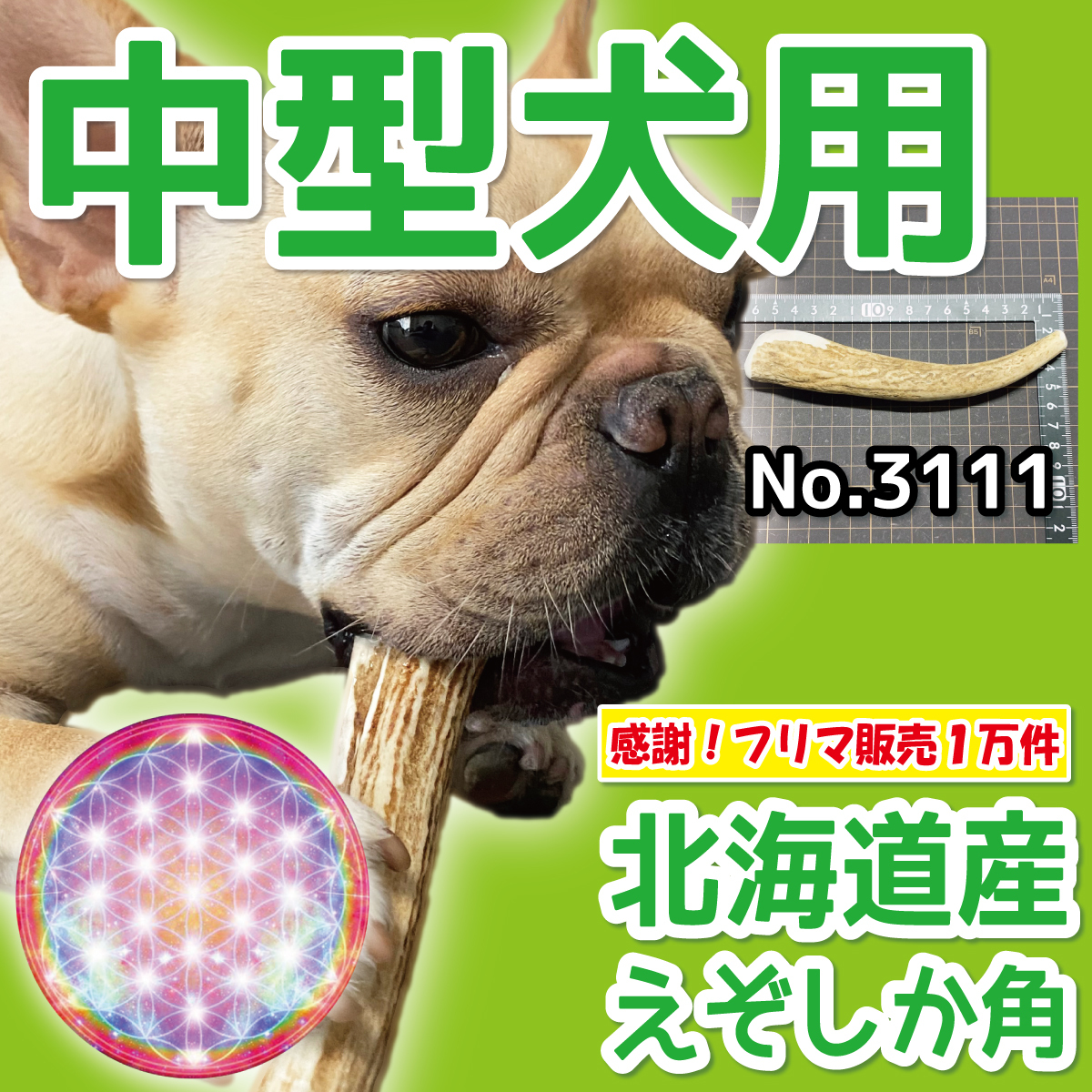 ■ 中型犬用 ■ 天然 北海道産 蝦夷鹿の角 ■ 1本 ■ 犬のおもちゃ ■ 無添加 エゾシカ ツノ 鹿の角 犬 31113の画像1
