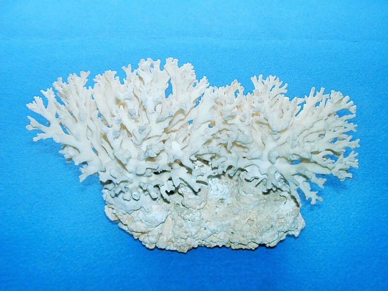 ★全国送料無料（沖縄/離島もOK） 珊瑚 サンゴ サンゴ礁 オブジェ 水槽装飾 置物 飾り物の画像4