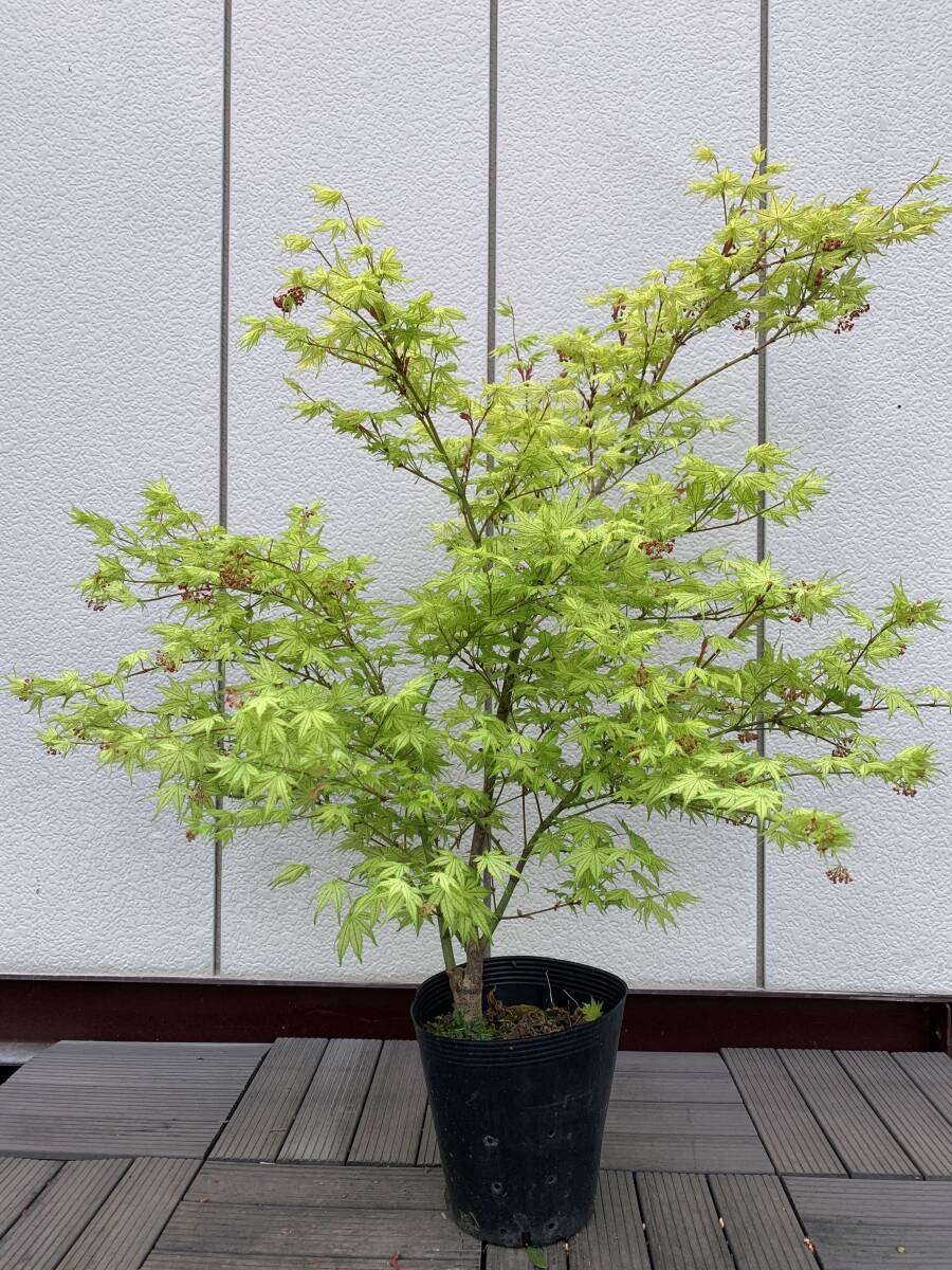 ## smaller also beautiful momijisigitatsusawa height of tree 85cm