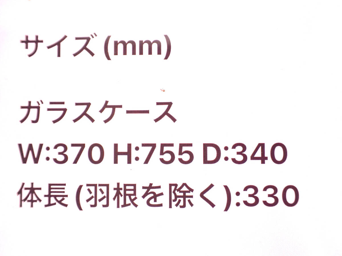 中古 フクロウ 剥製 ガラスケース付き 幅370×高さ755×奥行340mm 猛禽類 置物 インテリア 梟 フクロウの剥製 オブジェ オーナメントの画像3