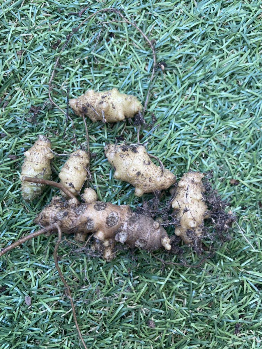 食べれる園芸 美味しい♪おかわかめ むかご 6個入り オカワカメ ムカゴ 一年中植えられます! 栽培簡単！の画像1