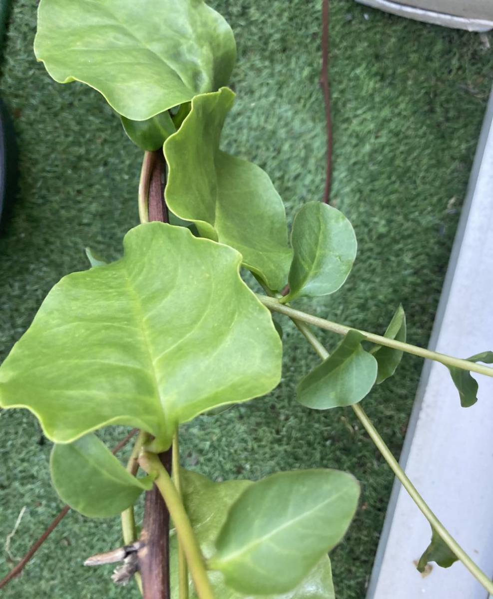 食べれる園芸 美味しい♪おかわかめ むかご 6個入り オカワカメ ムカゴ 一年中植えられます! 栽培簡単！の画像4