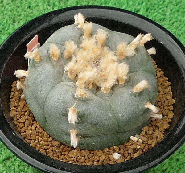 サボテン、多肉植物　大型烏羽玉-14_画像1