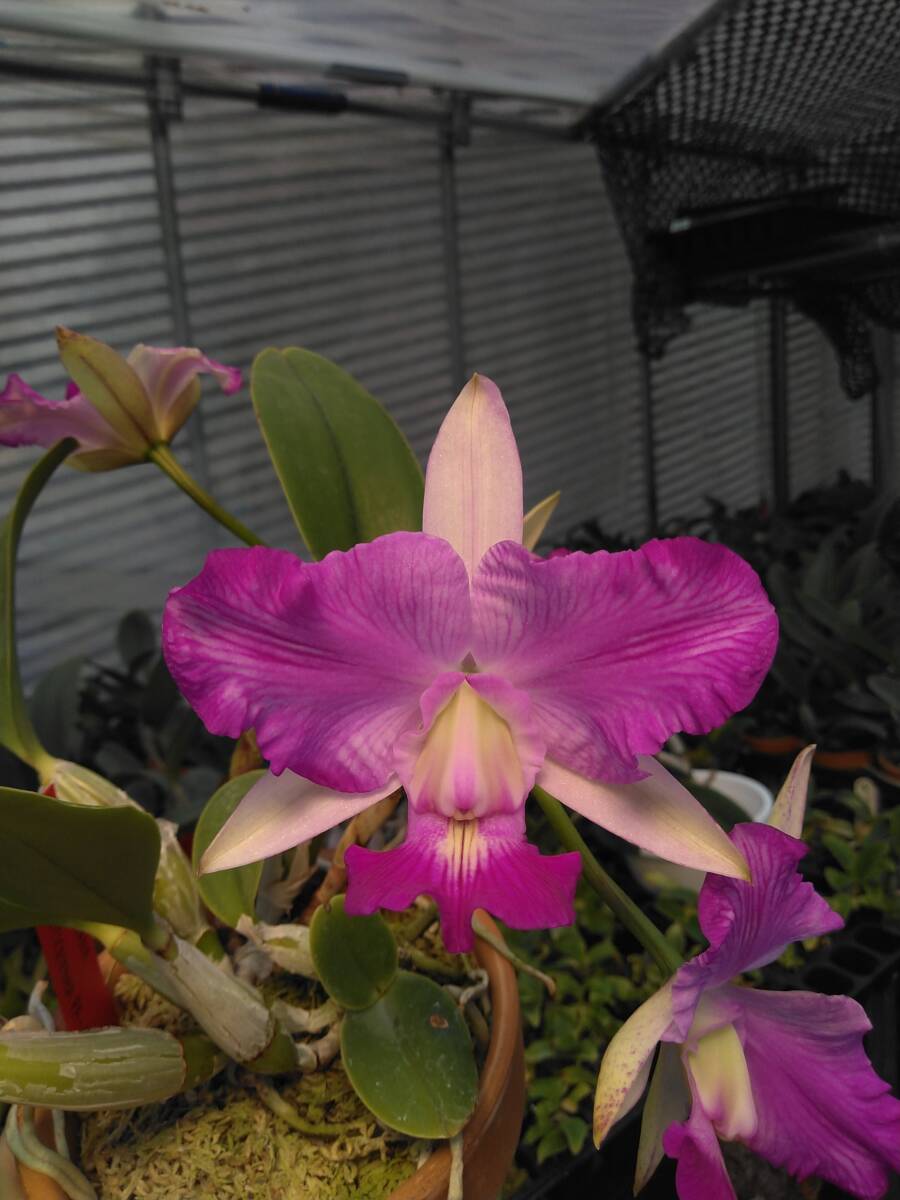 洋蘭カトレア C. walkeriana semi-alba trilabelo #5 分け株なしセレクト大株の画像1