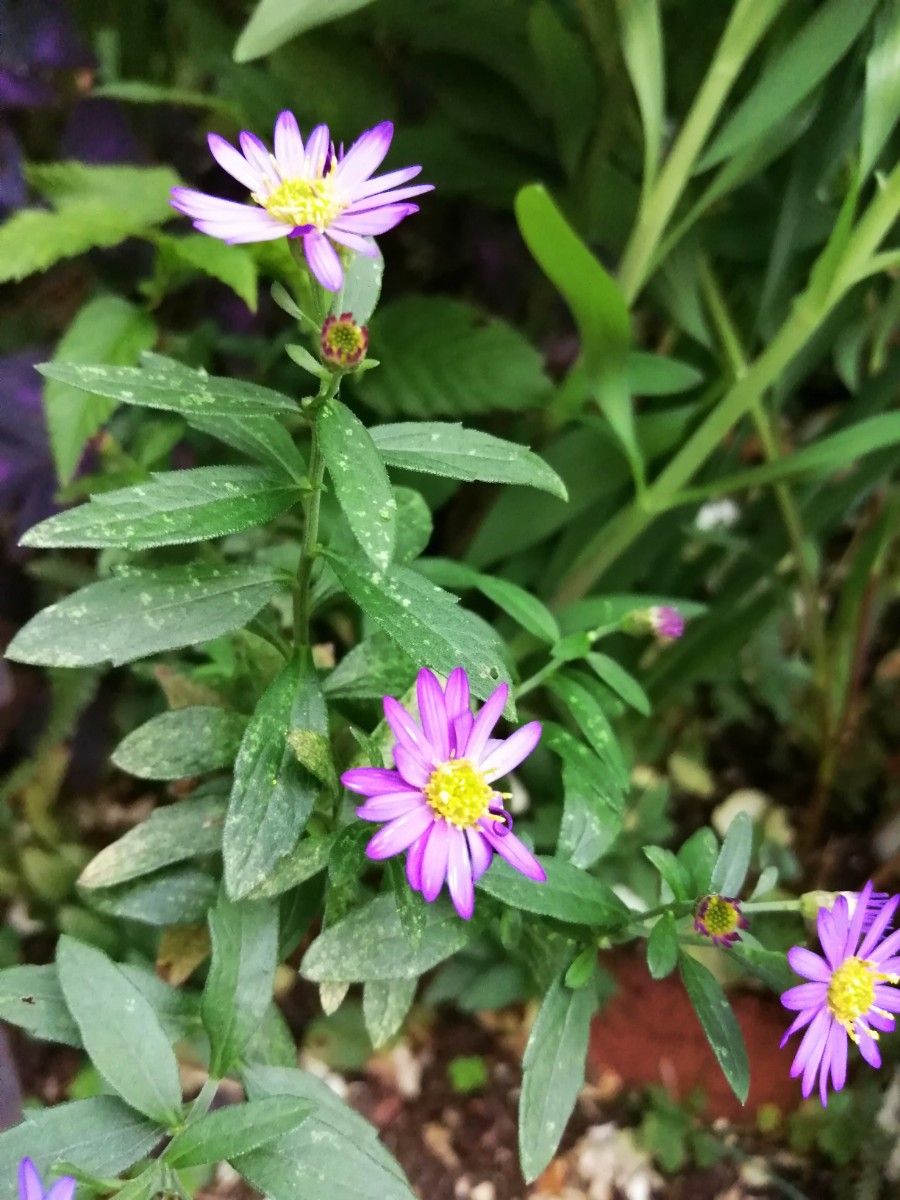 都忘れミヤコワスレ 5本 花 花苗  多年草 宿根草 匿名配送