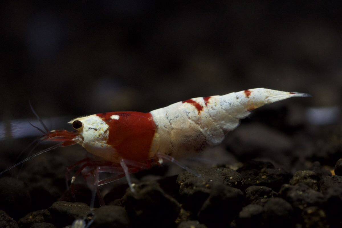 【春日杜shrimp】レッドビーシュリンプ♀抱卵個体1匹_画像2