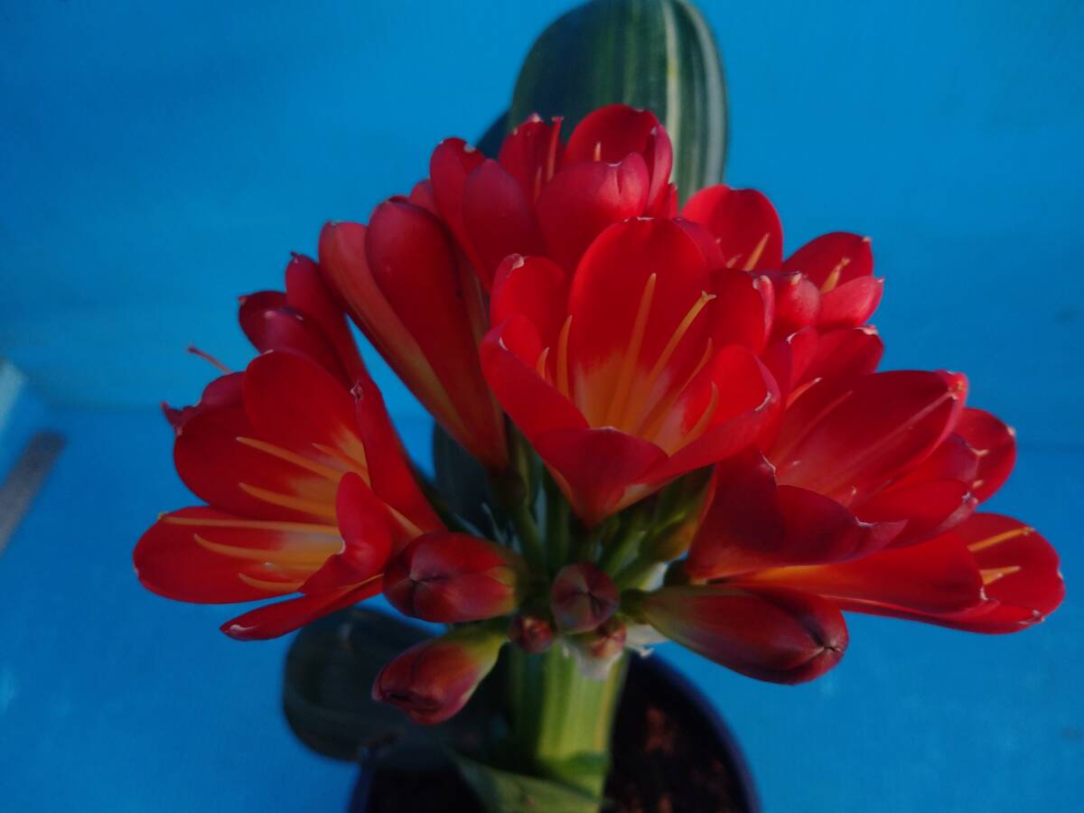＊クンシラン＊ 超綺麗な縞 刷毛縞タイプ 棒縞タイプ 真っ赤花狙いの１年生実生 ４本植えの画像1
