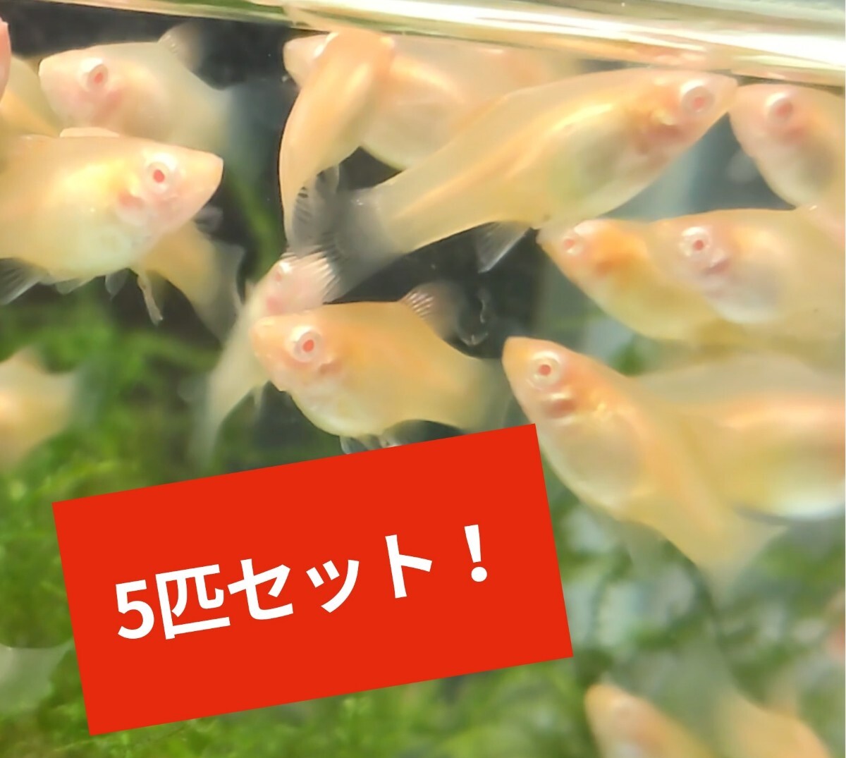 アルビノプラティ 稚魚 5匹 お得！1円スタート_画像1