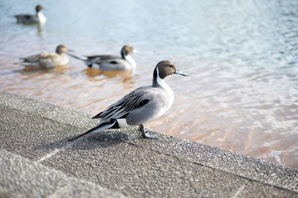 0664② 風景写真 L/2Lサイズ 当方オリジナル撮影フリー写真_画像1