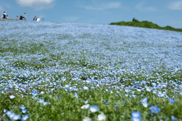 0748② 風景写真 L/2Lサイズ 当方オリジナル撮影フリー写真の画像1