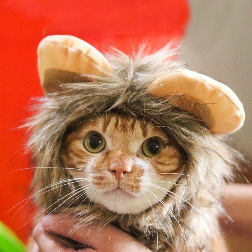 猫被り物 猫用帽子 猫 ライオン ウィッグ 変身 かぶりもの グッズ S ペット