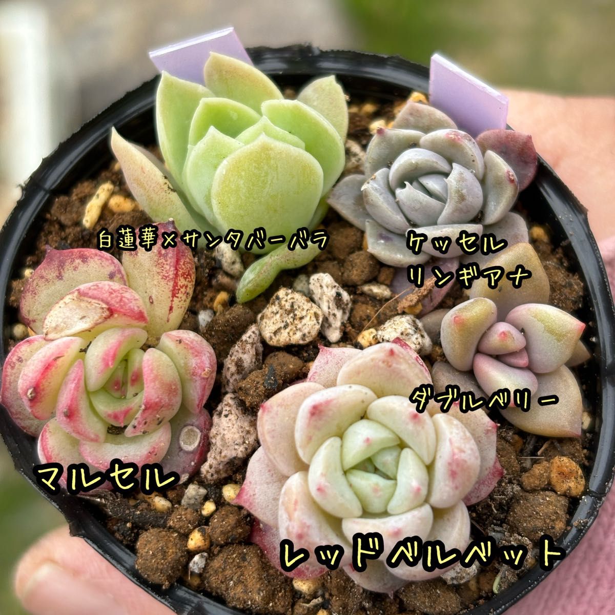 多肉植物 セット 小苗 実生苗 葉挿し苗 エケベリア|Yahoo 多肉植物 セット 小苗 実生苗 葉挿し苗 エケベリア|Yahoo