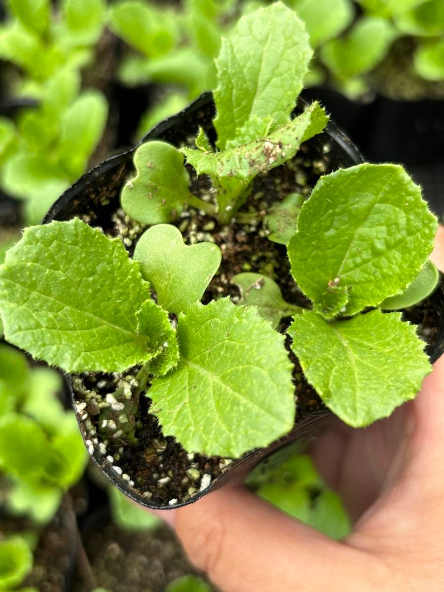 春まき 春光白菜  ハクサイ 抜き苗  5苗 野菜 家庭菜園