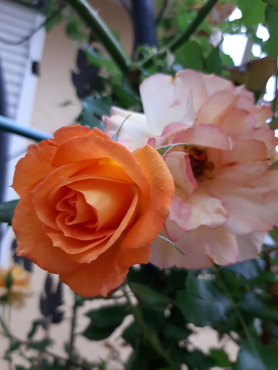 tsuru rose, Sahara 98. yellow color from orange .!a