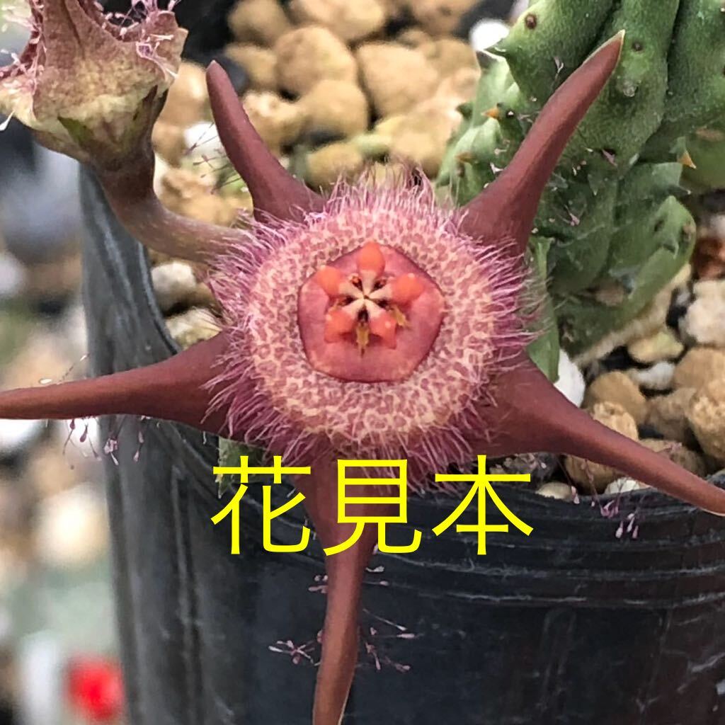 ☆多肉植物☆ガガイモ☆カエスピトーサ☆鉢6.5センチ☆花見本載せました☆の画像10