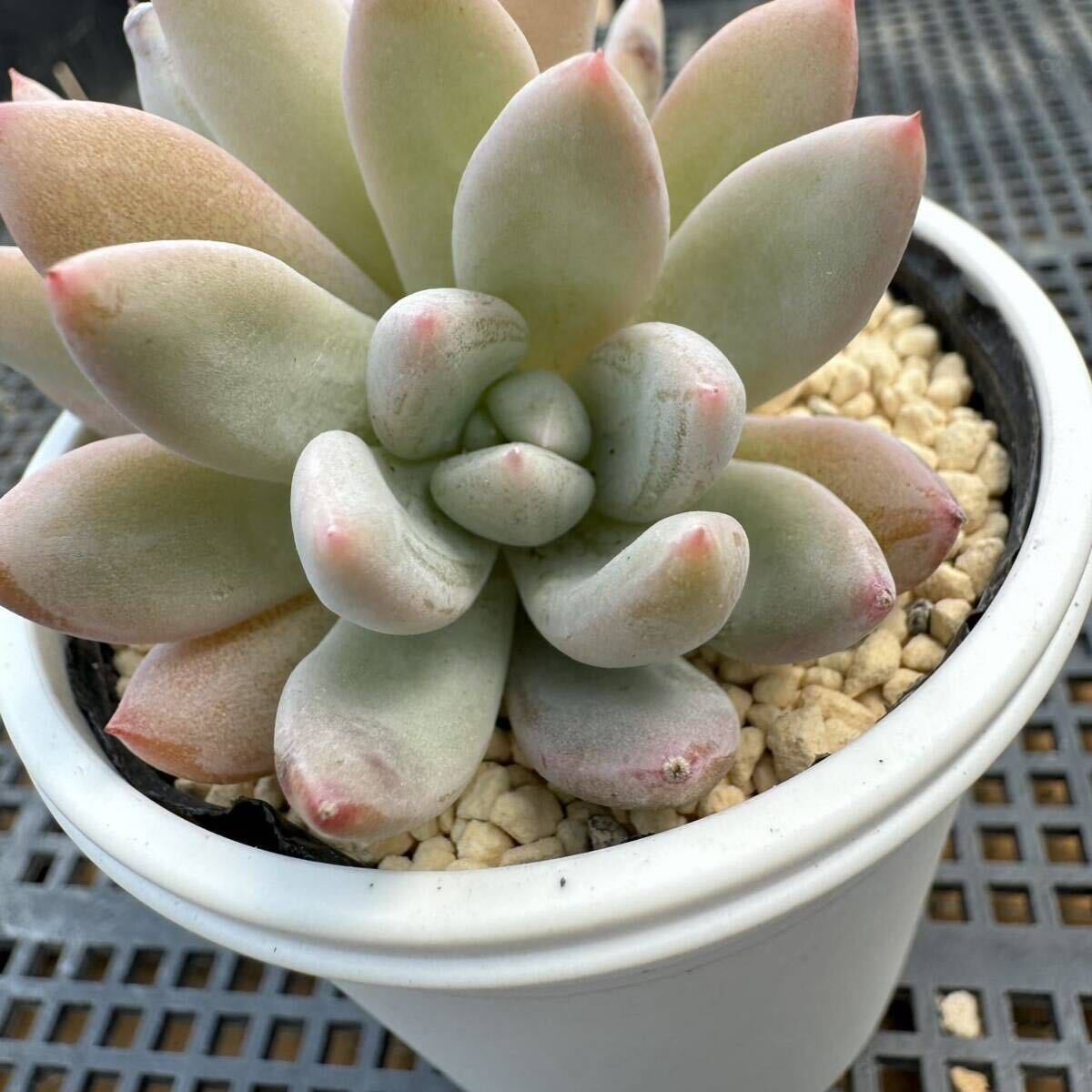 ☆多肉植物☆エケベリア☆トルティーア☆鉢6.5センチ☆錦玉園さん☆_画像5