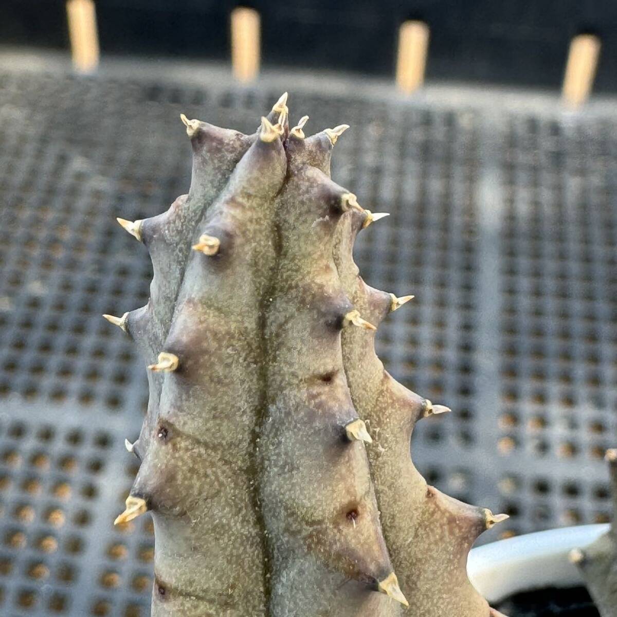 ☆多肉植物☆ガガイモ☆パルブラ☆鉢6.5センチ☆花見本載せました☆の画像3