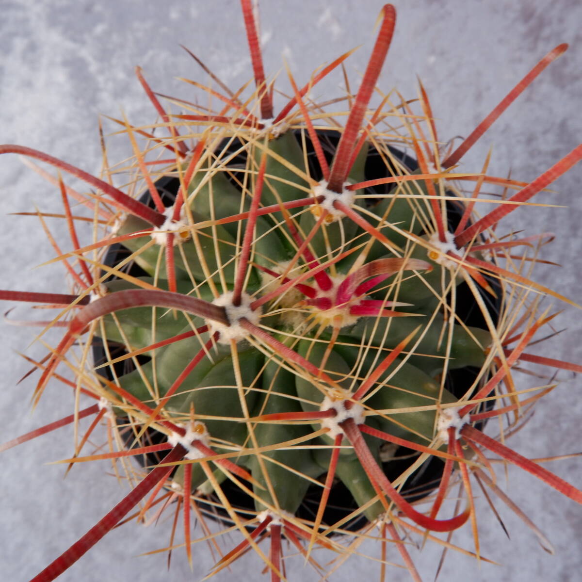 信州西沢サボテン園　金赤竜　フェロカクタス　サボテン　多肉植物_画像4