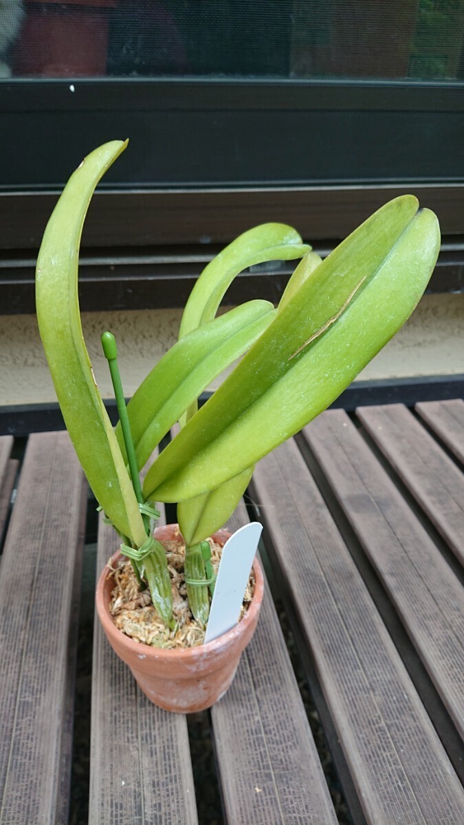 洋蘭原種 C.schroederae x sib ('Jungle Plants select' x alba Hercules' ) セミアルバ期待のシブリングの画像4