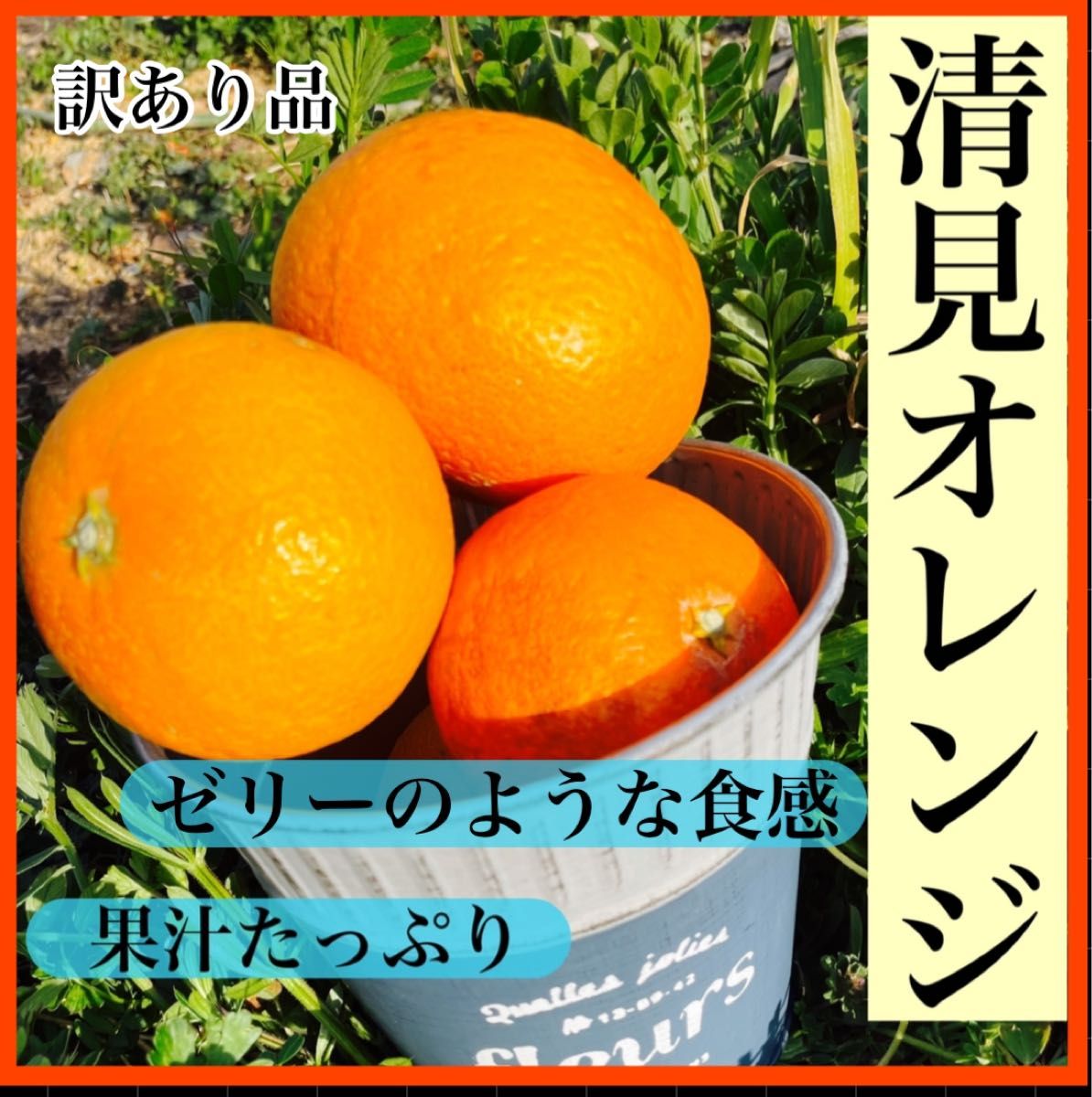 清見オレンジ　3キロ　訳あり　サイズ混合　産地直送　有田みかん　柑橘　和歌山みかん　