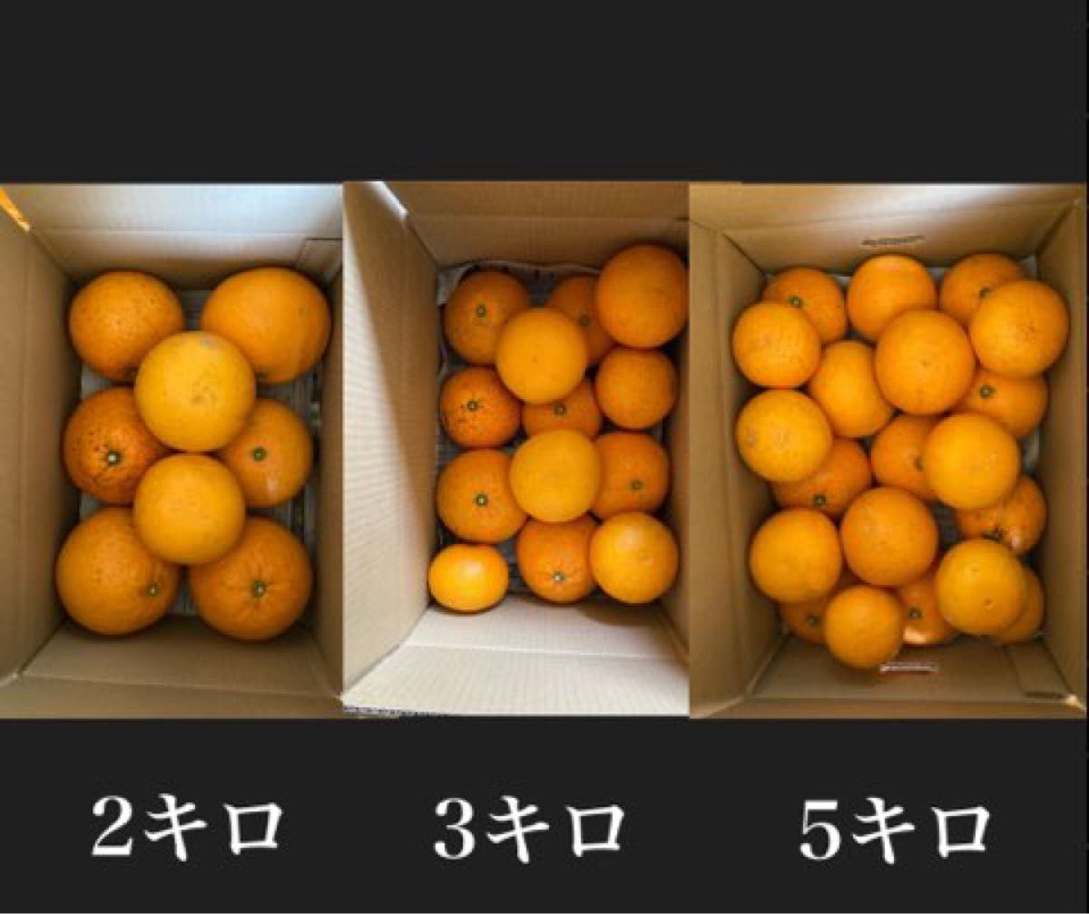 清見オレンジ　3キロ　訳あり　サイズ混合　産地直送　有田みかん　柑橘　和歌山みかん　