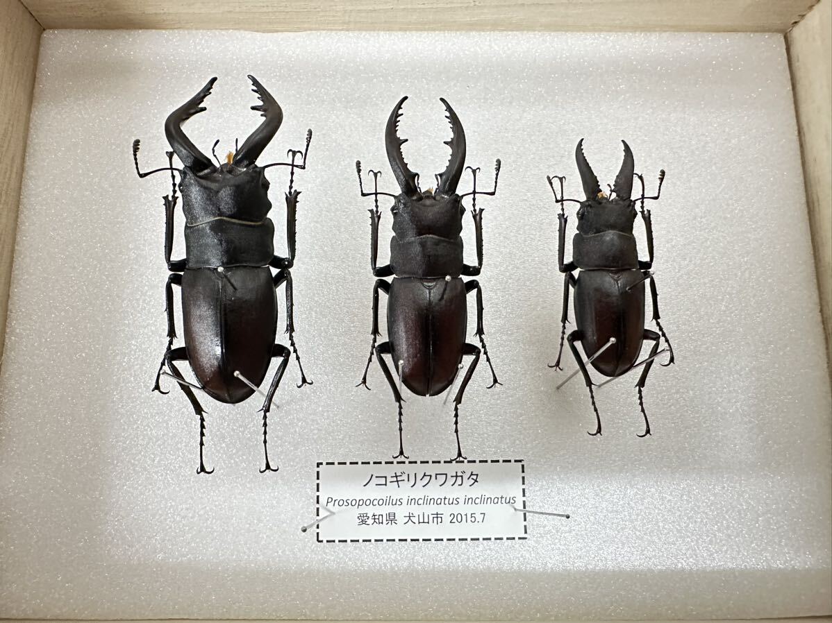[ выставка пара settled ] Prosopocoilus inclinatus 3 голова комплект [ образец ]