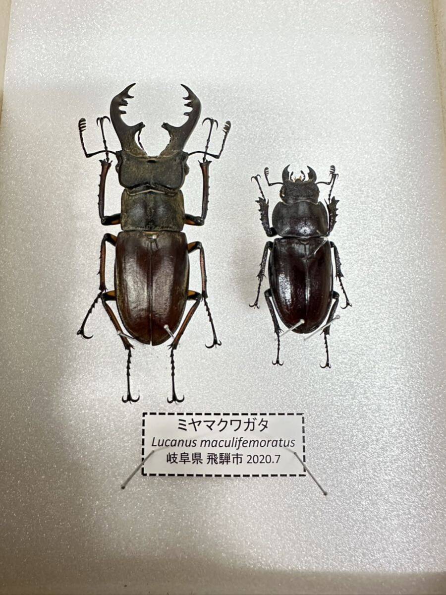 [ exhibition pair settled ] Miyama stag beetle pair [ specimen ]