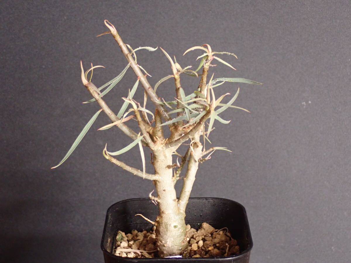 ユーフォルビア バルサミフェラ Euphorbia balsamifera_画像5