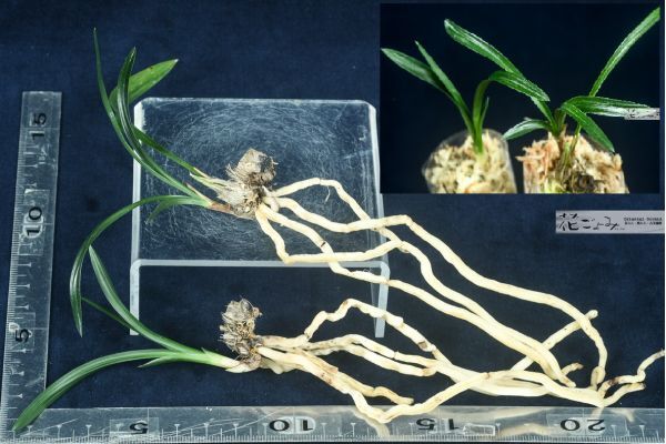 ran3617花ごよみ　富貴蘭・日本春蘭・韓国春蘭山採【無銘濃紺厚葉チャボ 】2株セットお棚整理品・苔巻175_画像3