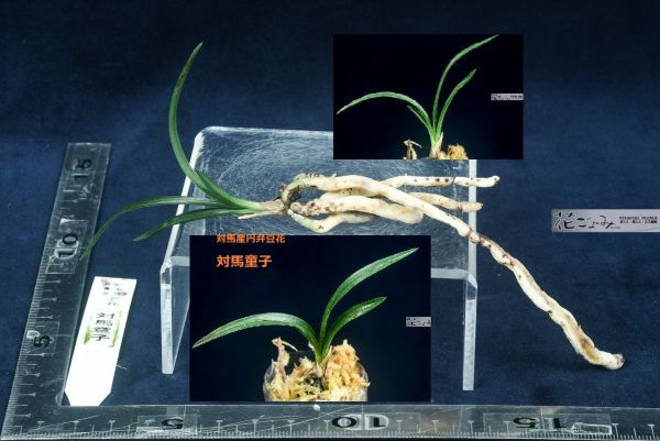 ran3617花ごよみ 富貴蘭・韓国春蘭 ・チャボ系深帽子覆輪【伽椰 】日本春蘭・対馬産小型豆花【(仮)対馬童子】2点お棚整理品・苔巻き172の画像5