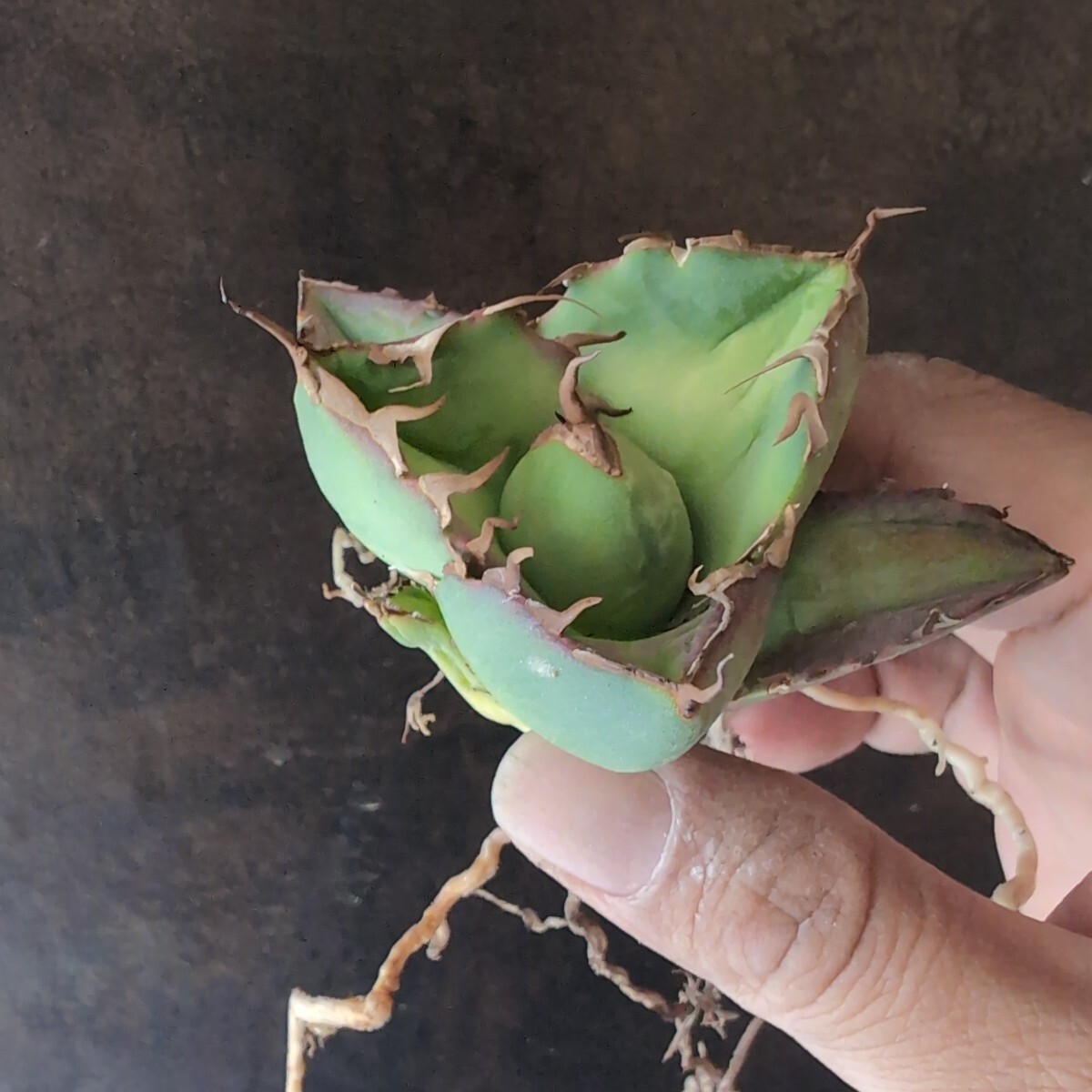 [AGAVE TITANOTA CG-02]COK agave chitanota. stock 
