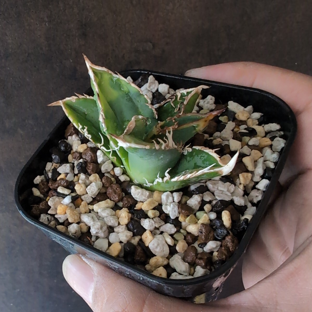 【AGAVE TITANOTA LIZE 穿山甲】アガベ　チタノタ　子株_画像3