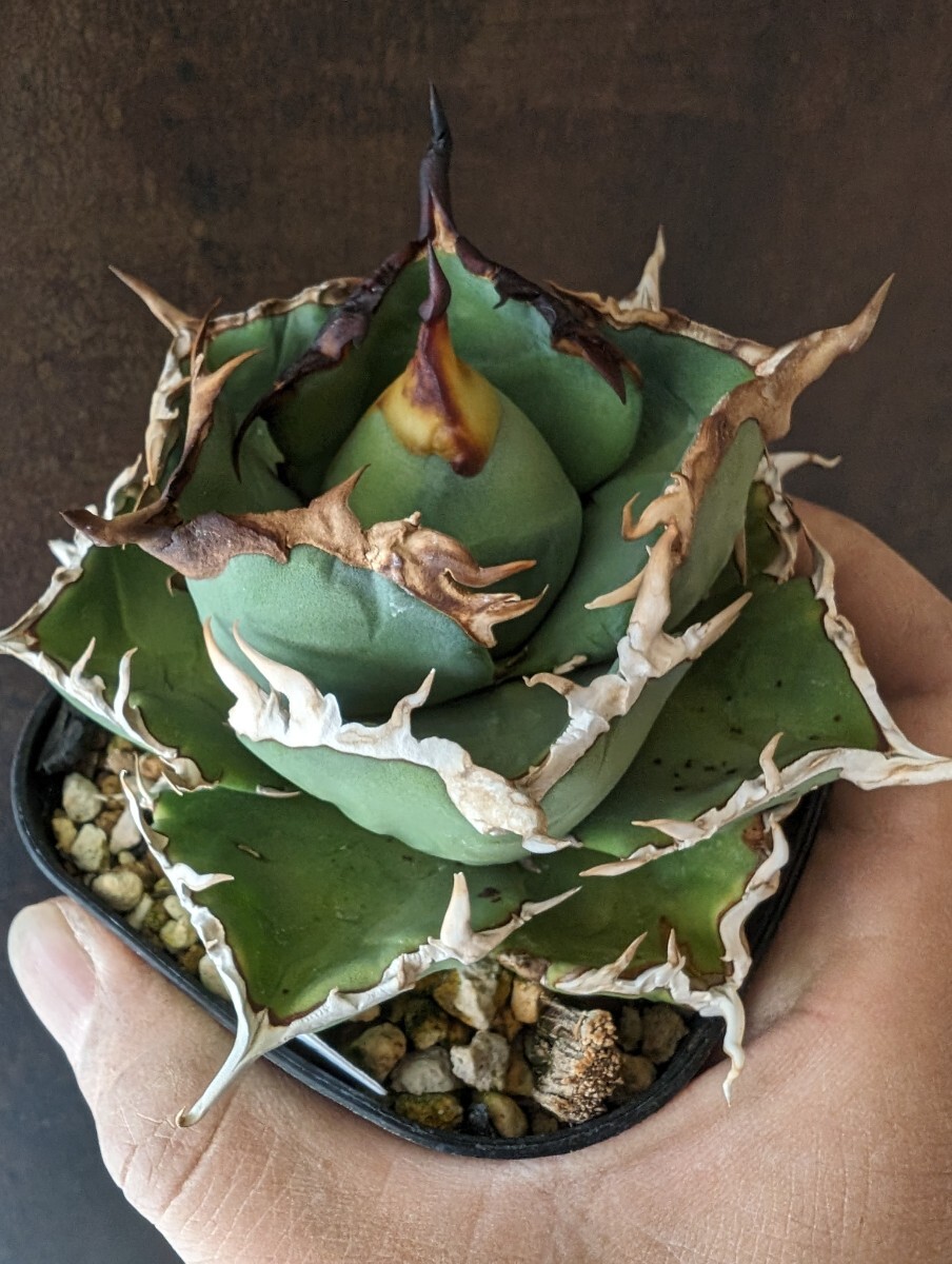 【AGAVE TITANOTA fo76】アガベ チタノタ 子株の画像3