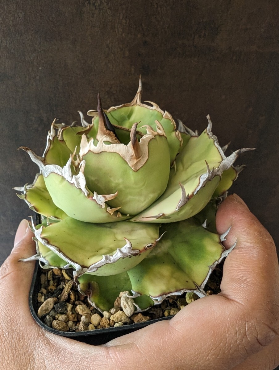 【AGAVE TITANOTA Fo76 compacta】アガベ チタノタ ムチプリ 子株 親株 鉢ごと発送の画像7