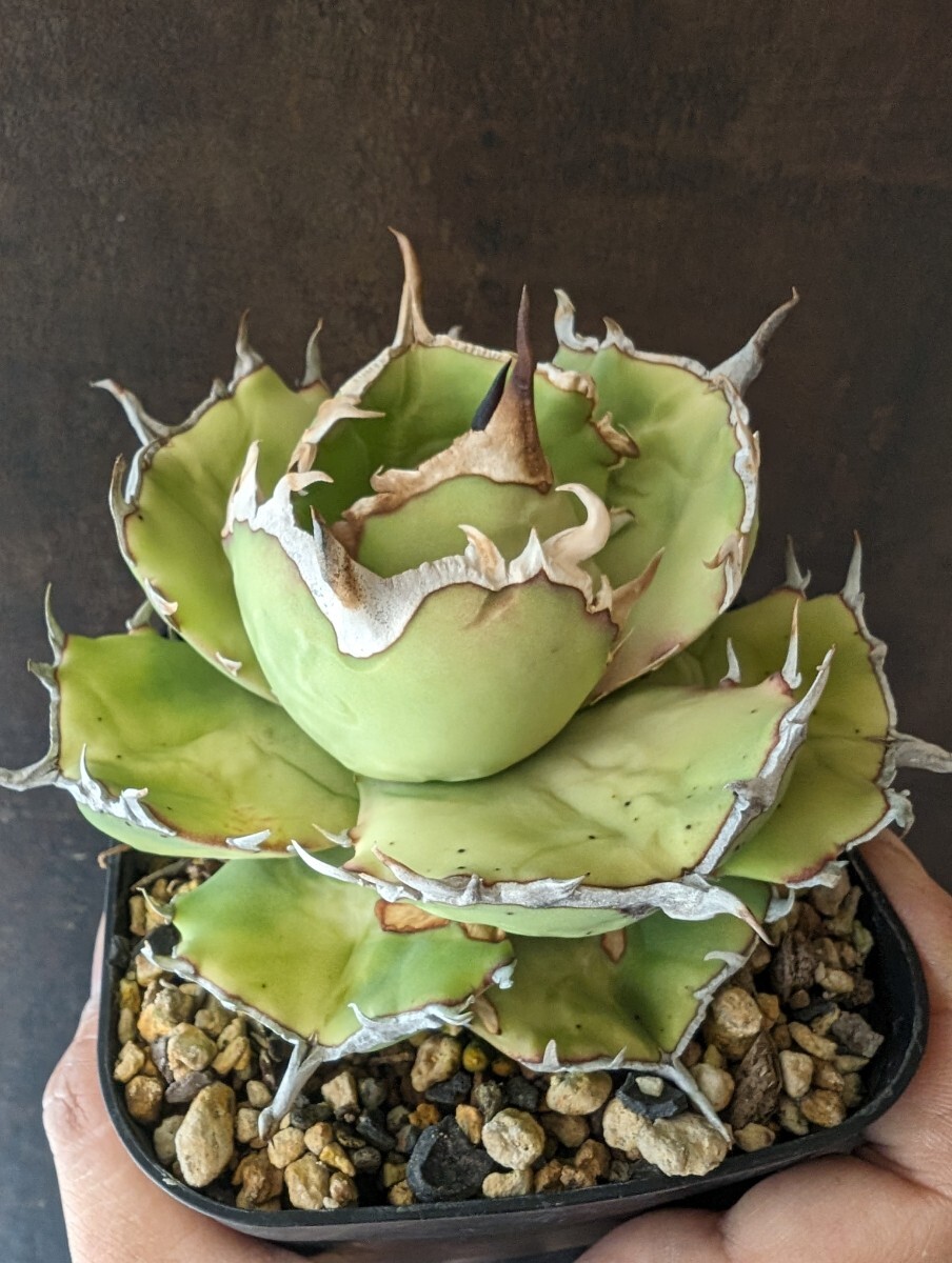 【AGAVE TITANOTA Fo76 compacta】アガベ チタノタ ムチプリ 子株 親株 鉢ごと発送の画像5