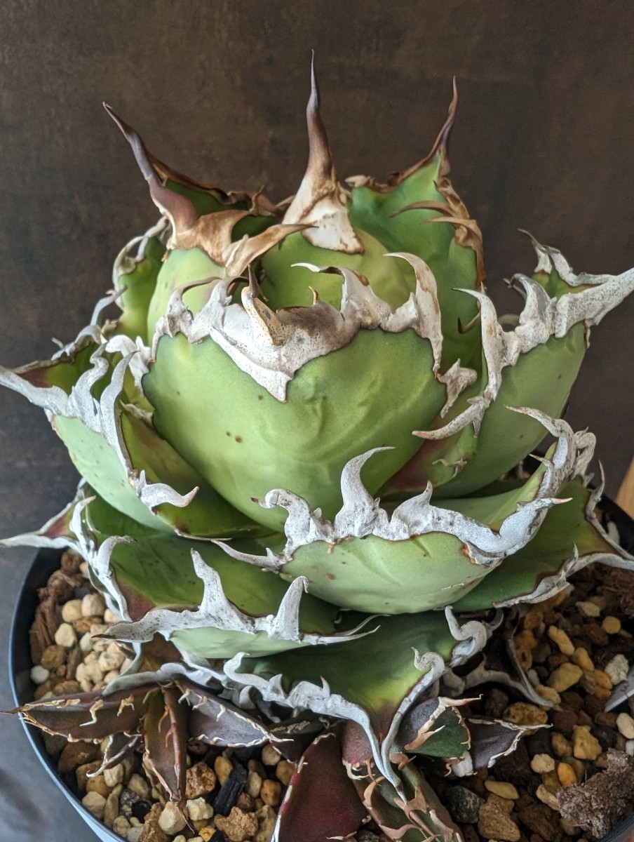 【AGAVE TITANOTA US special】アガベ　チタノタ　子株_画像2