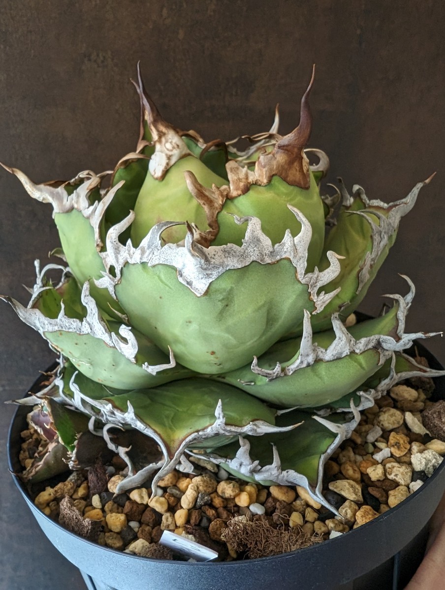 【AGAVE TITANOTA US special】アガベ　チタノタ　子株_画像1