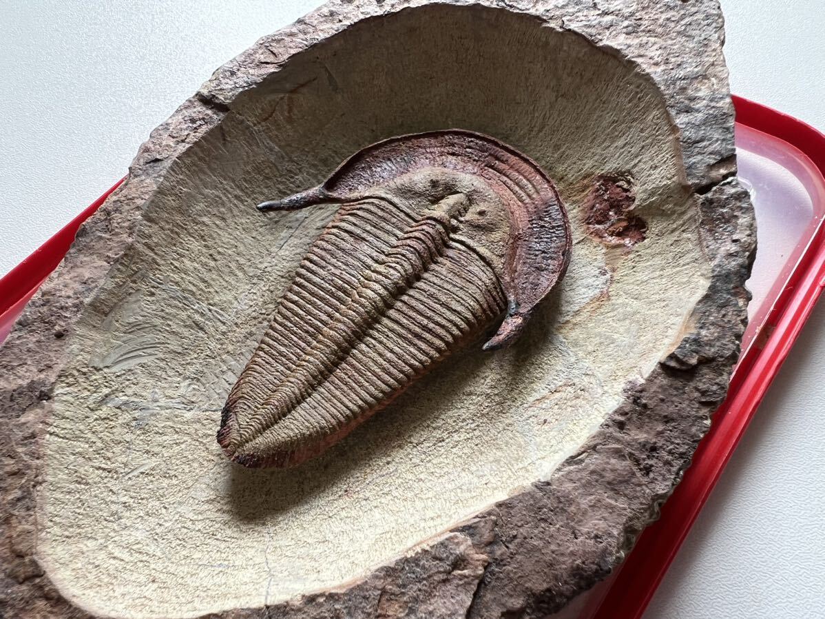  Mitsuha insect. fossil Hal pites(Harpides)