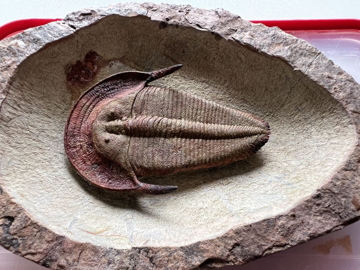  Mitsuha insect. fossil Hal pites(Harpides)