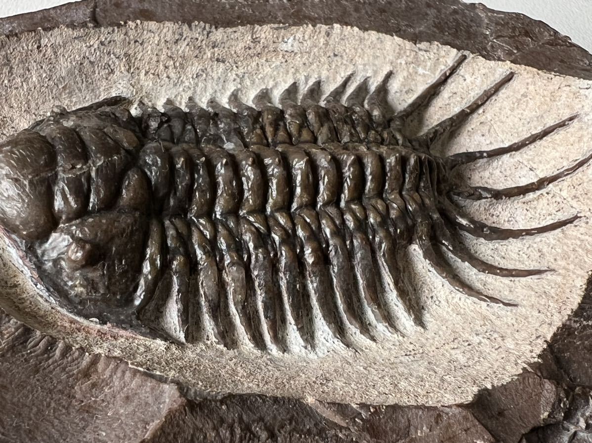  Mitsuha insect. fossil black tarosefarus(Crotalocephalus)