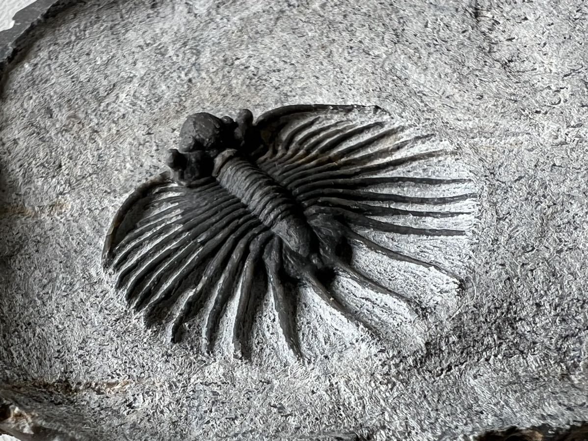 三葉虫の化石　アカンソピゲ（Acanthopyge)_画像8