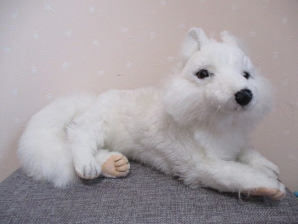 「可愛い 白オオカミ BIG! ♪ 40429」の画像2