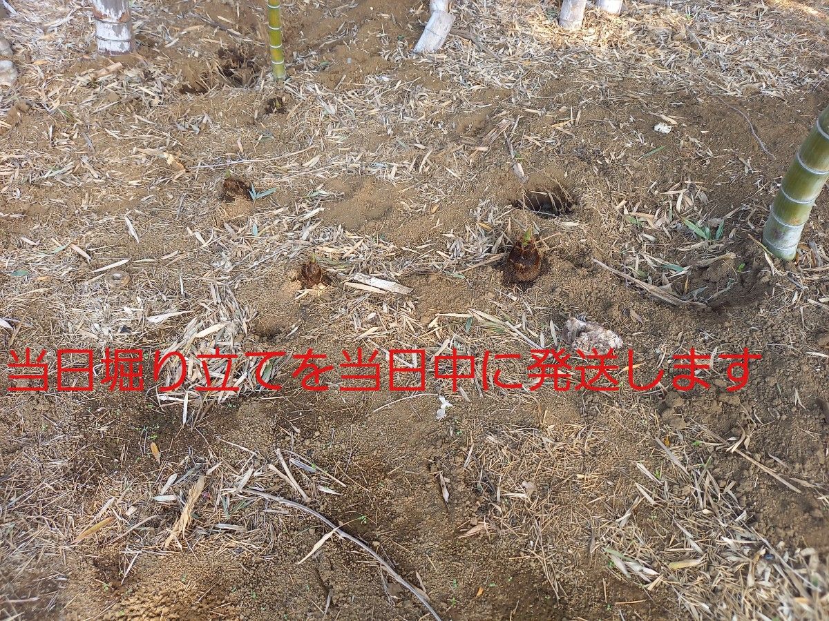 千葉県産　たけのこ　タケノコ　筍　中身のみで約9.4kg 米糠付　箱込みで約10kg　堀り立て　やや訳有