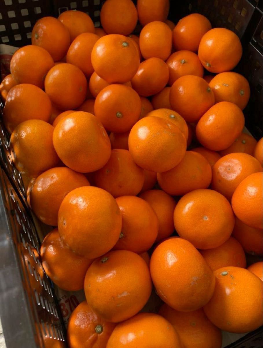 ①数量限定!和歌山県田辺産 せとか オレンジ 柑橘 優品(家庭用訳あり)2kg