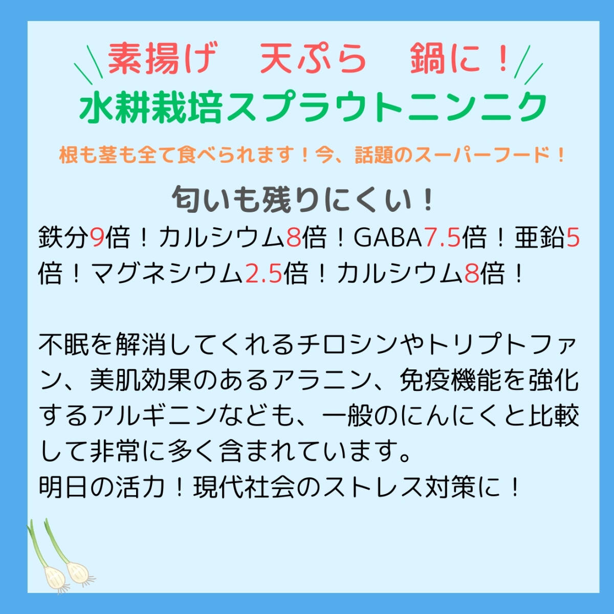 発芽 にんにく スプラウト 福地ホワイト六片 40本 国産 無農薬 水耕栽培_画像3