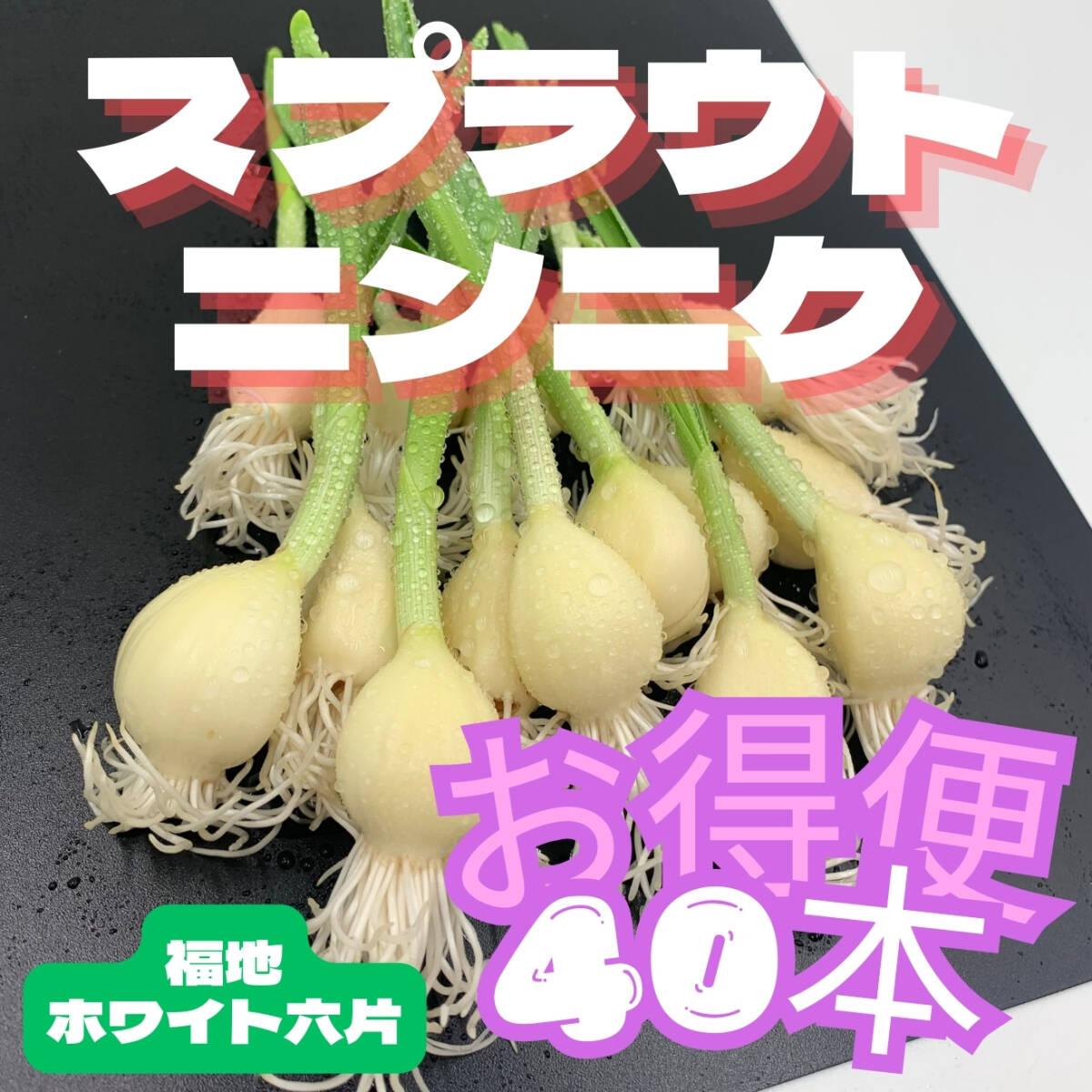 発芽 にんにく スプラウト 福地ホワイト六片 40本 国産 無農薬 水耕栽培_画像1