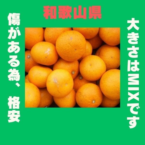 限定 きよみオレンジ 百貨店では買えない 甘すぎる B級 ほとんど無農薬 みかん ５kg 和歌山県産の画像3