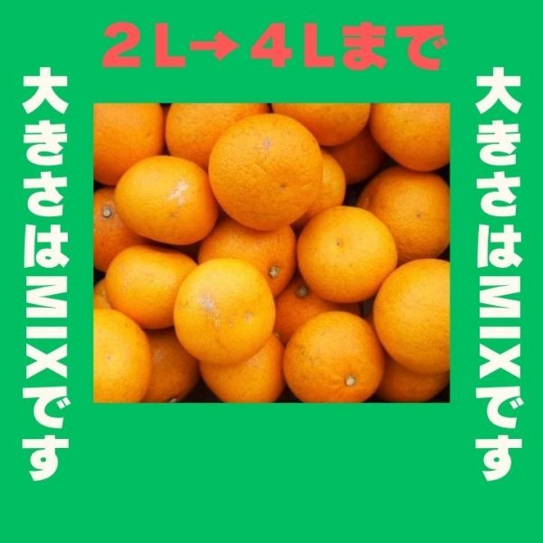 限定 きよみオレンジ 百貨店では買えない 甘すぎる B級 ほとんど無農薬 みかん ５kg 和歌山県産の画像2