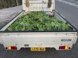 食用アローカナ平飼い有精卵 20個割れ保証4個_画像10